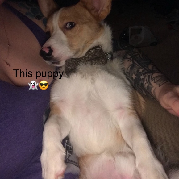 Meet your Posher, Laura - Picture 4 of 5